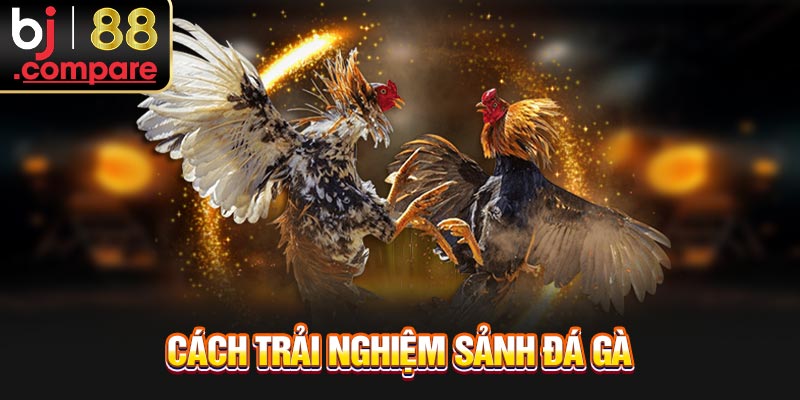 Cách trải nghiệm sảnh đá gà