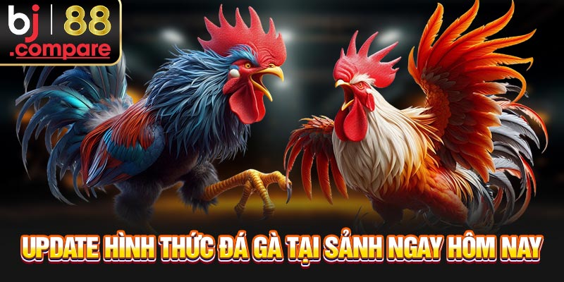 Update hình thức đá gà tại sảnh ngay hôm nay